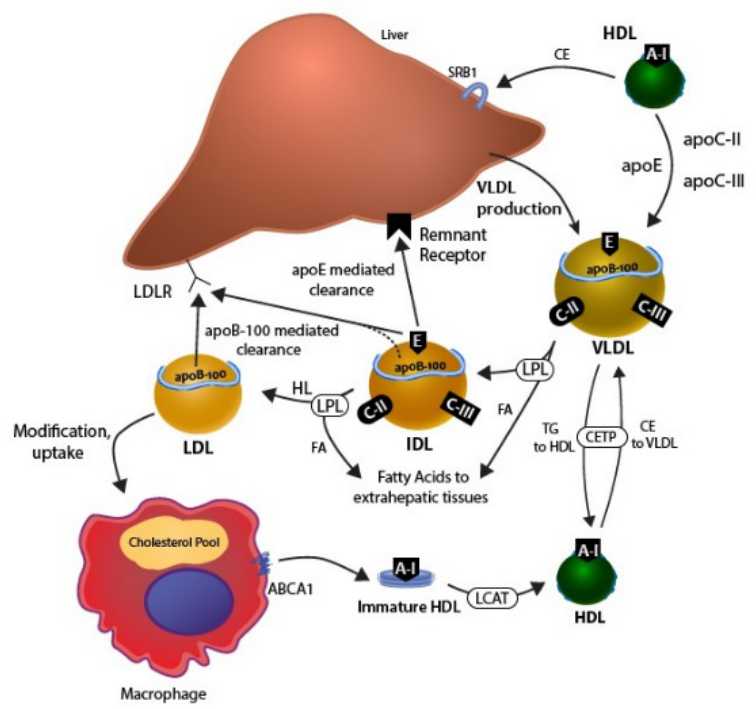 Lipid/Cholesterol Metabolism and Cardiovascular